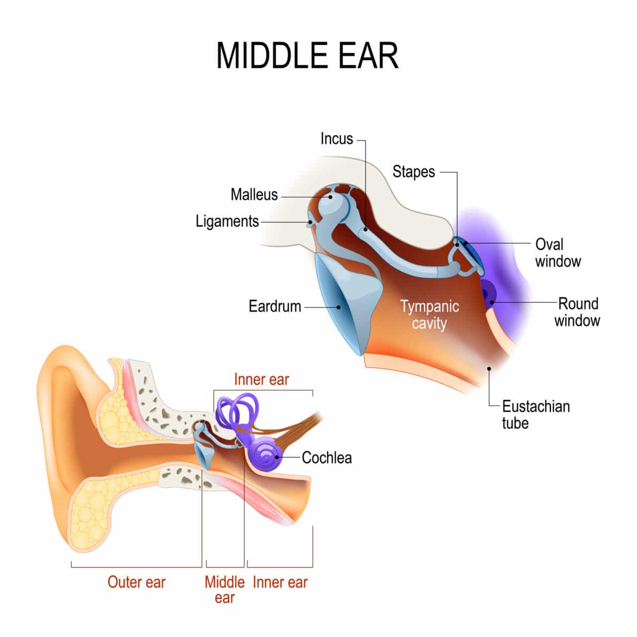 diagram of the middle ear