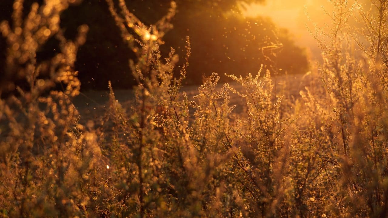 Pollen and plants