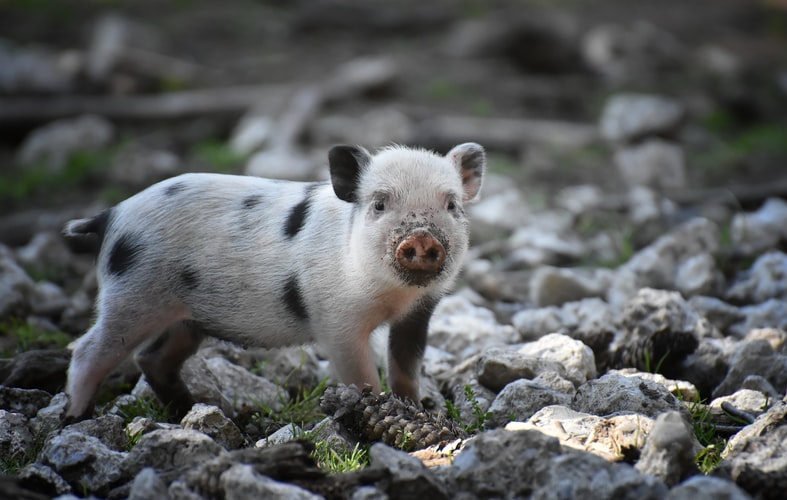 A mini pig.