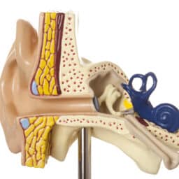 Ear anatomy model