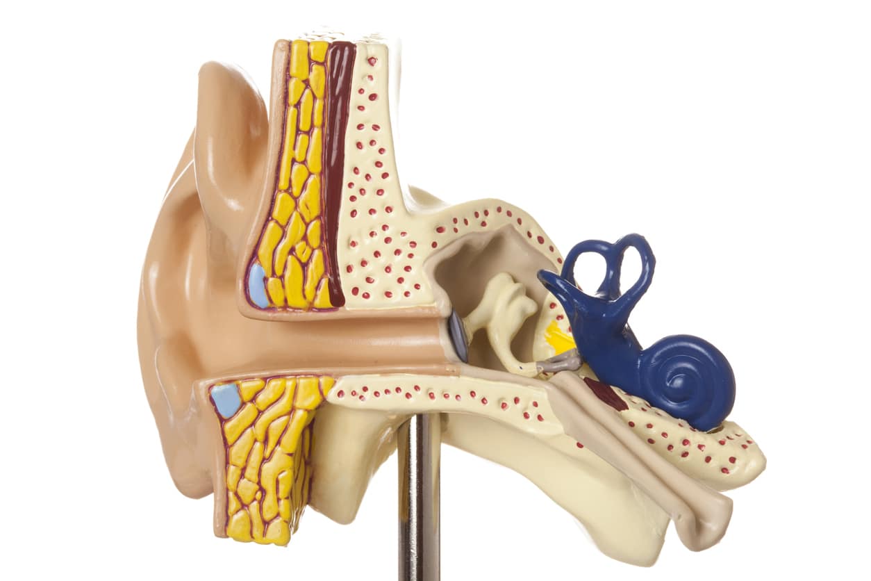 Ear anatomy model.